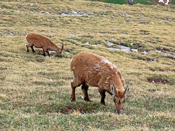 İsviçre Alpleri 'nin yüksek çayırlarında (Rupicapra rupicapra) ya da Die Alpengmse (Gams oder Gamswild), İsviçre' nin Obwalden Kantonu (Schweiz)
