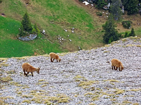 İsviçre Alpleri 'nin yüksek çayırlarında (Rupicapra rupicapra) ya da Die Alpengmse (Gams oder Gamswild), İsviçre' nin Obwalden Kantonu (Schweiz)