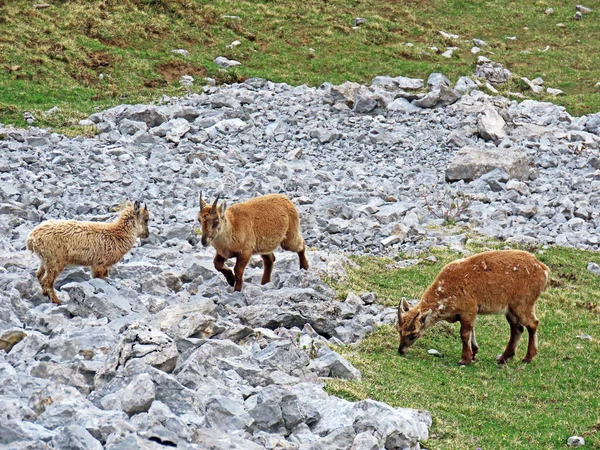 İsviçre Alpleri 'nin yüksek çayırlarında (Rupicapra rupicapra) ya da Die Alpengmse (Gams oder Gamswild), İsviçre' nin Obwalden Kantonu (Schweiz)