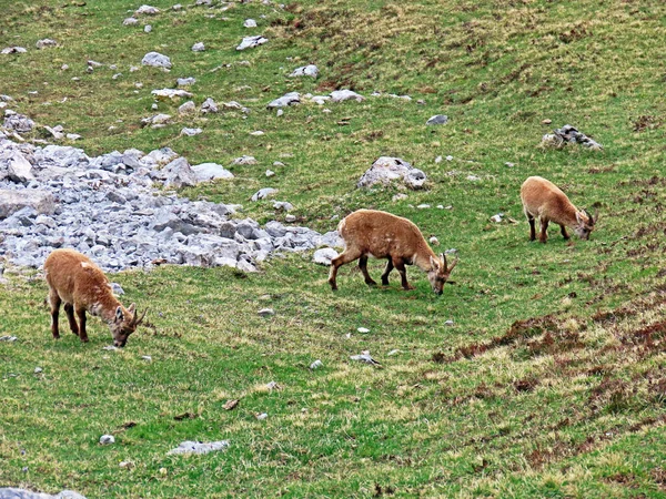 İsviçre Alpleri 'nin yüksek çayırlarında (Rupicapra rupicapra) ya da Die Alpengmse (Gams oder Gamswild), İsviçre' nin Obwalden Kantonu (Schweiz)
