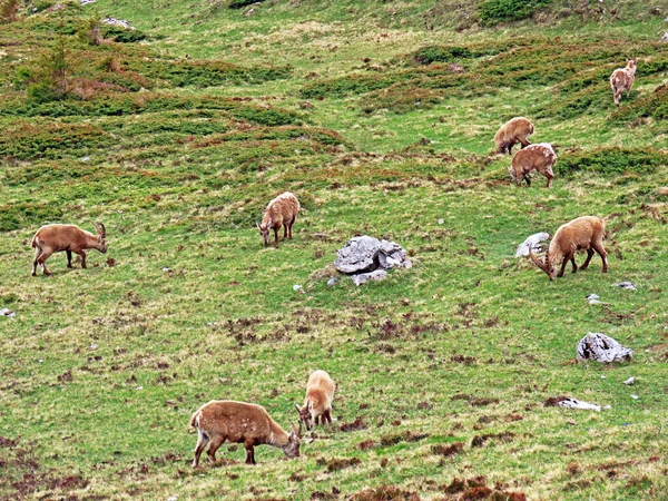 İsviçre Alpleri 'nin yüksek çayırlarında (Rupicapra rupicapra) ya da Die Alpengmse (Gams oder Gamswild), İsviçre' nin Obwalden Kantonu (Schweiz)
