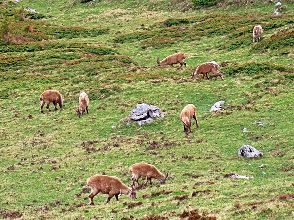 Zámiš Rupicapra Rupicapra Nebo Die Alpengmse Gams Oder Gamswild Vysokých — Stock fotografie