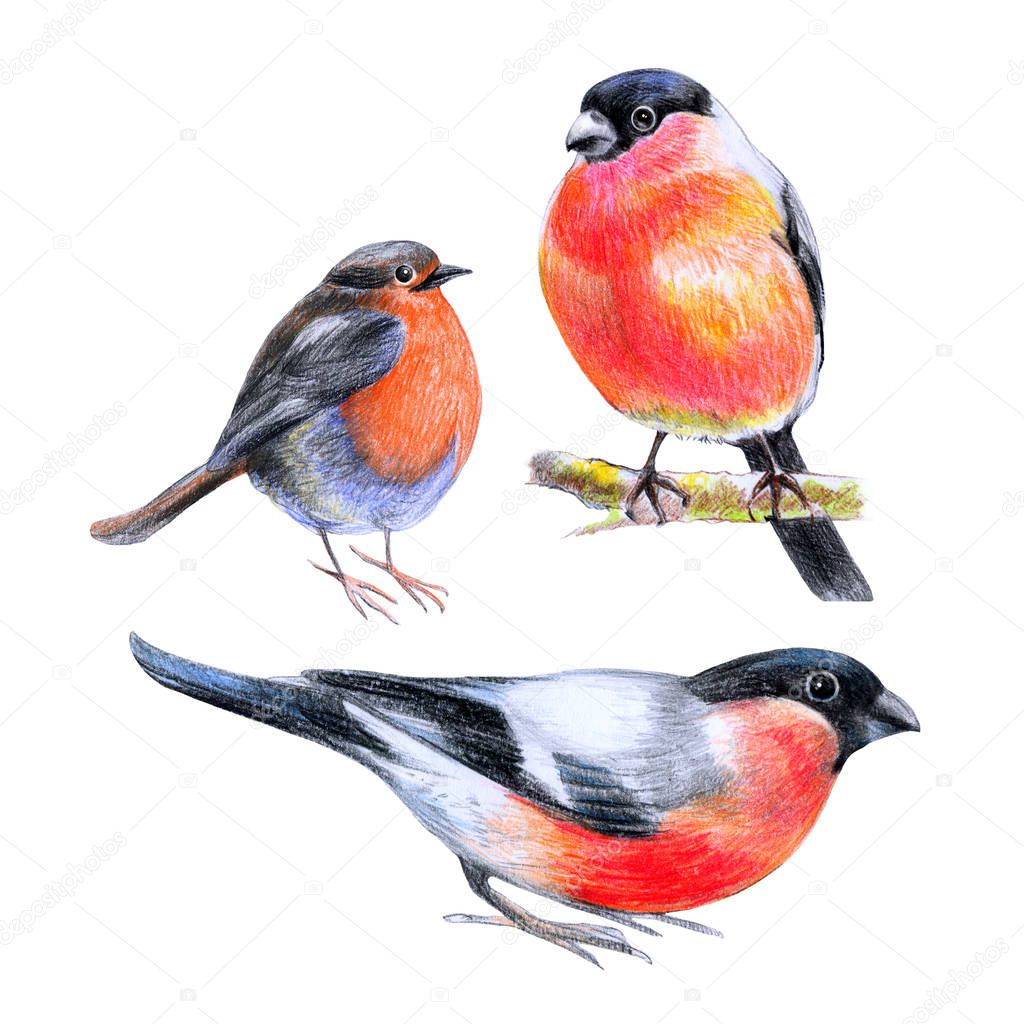 Bullfinches, birds with a scarlet breast, drawing on paper, colored pencil, for decorating printed pages about nature
