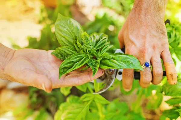 Mani raccogliendo foglie fresche di basilico — Foto Stock