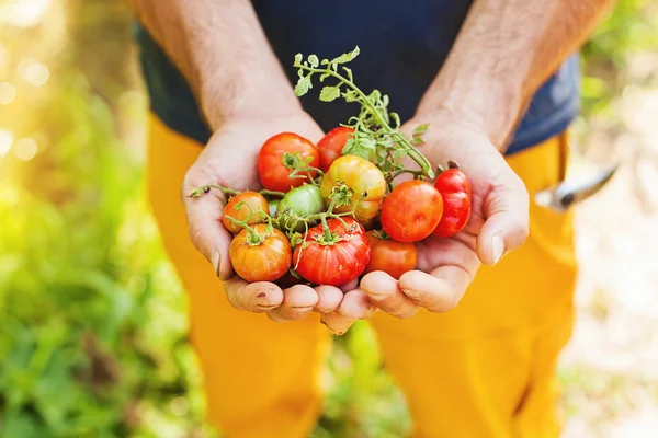 Adam elinde taze domates — Stok fotoğraf