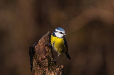 Avrasya mavisi bir memenin sonbahar aylarında ormandaki bir ağaçtaki portresini yakından çek.