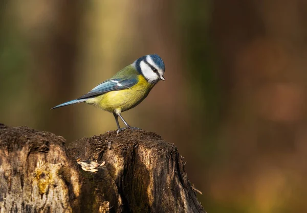 在森林里 一只欧亚蓝雀挂在一根木头上的近照 — 图库照片
