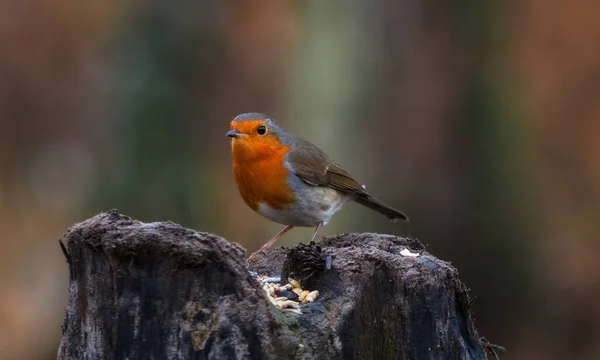 Close Retrato Robin Europeu Tronco Madeira Uma Floresta Durante Outono — Fotografia de Stock