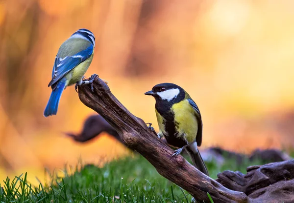 Eurasian Blue Tit Great Tit Perched Wood Branch Forest — Stock Photo, Image