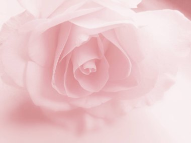 Gül arkaplan yumuşak pembe