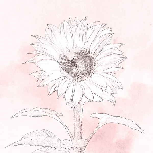 Kvetou v měkké růžové styl kreslení — Stock fotografie