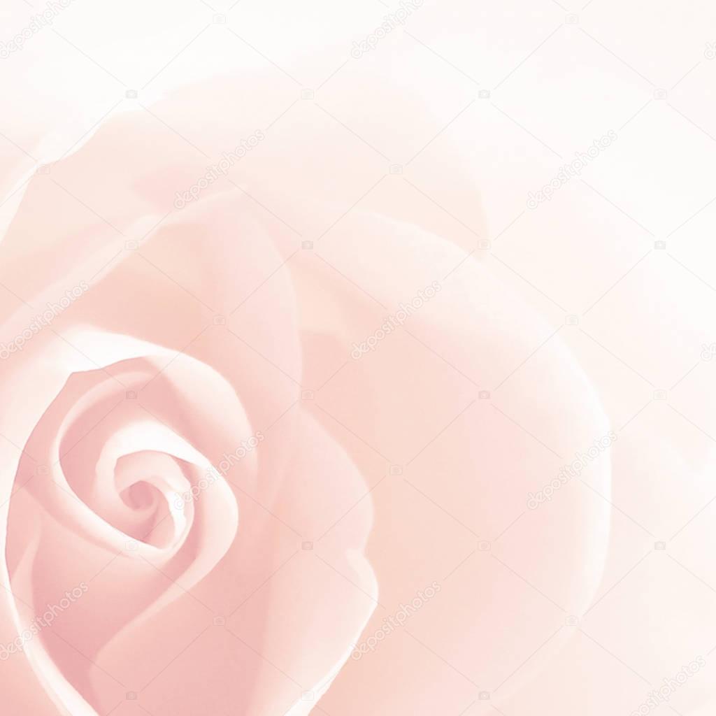 Soft rose background vintage