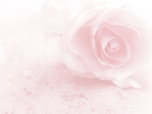 Romantiska mjuka rosa blomma bakgrund — Stockfoto