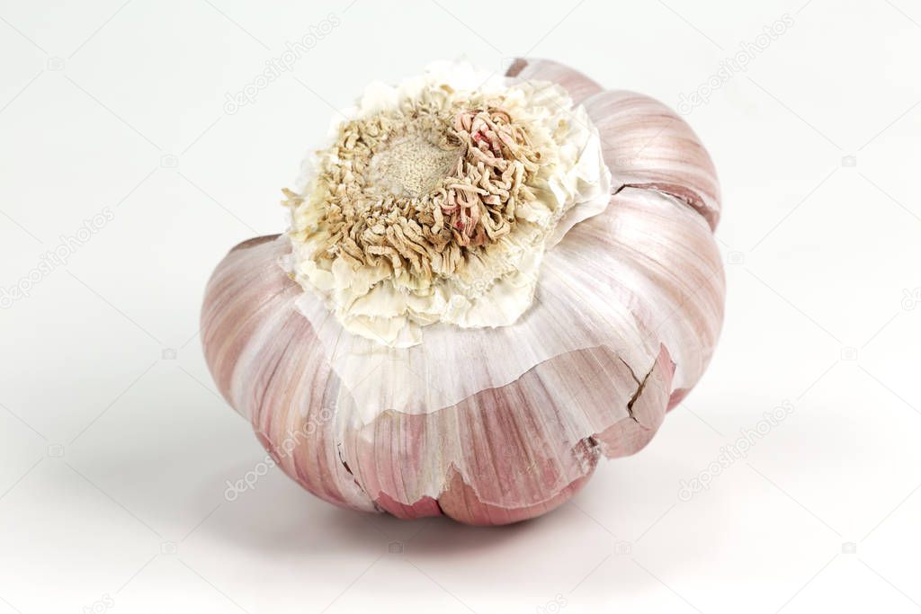 a opend semi-peeled organic garlic bulb with cloves isolated on white background