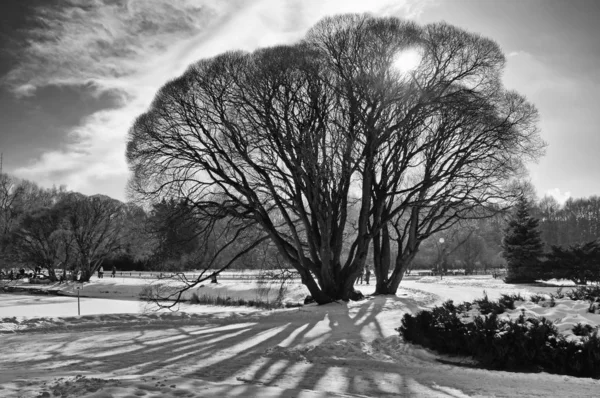 Parkta bir ağaç manzarası