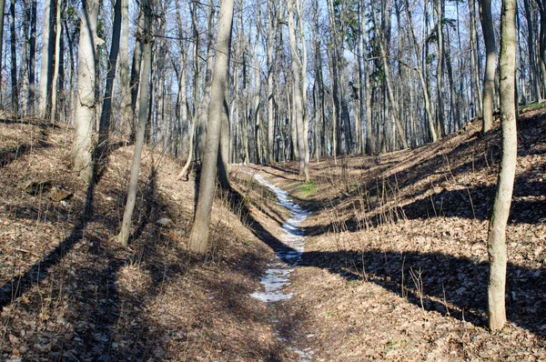 Parktaki ağaçların gölgeleri.