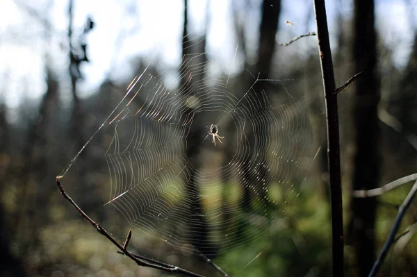 Örümcek ağın ortasında.