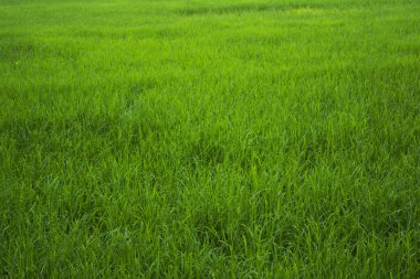 Yeşil pirinç tarlasının yakın görüntüsü