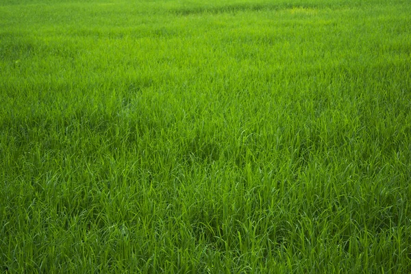 Крупный План Зеленого Рисового Поля — стоковое фото
