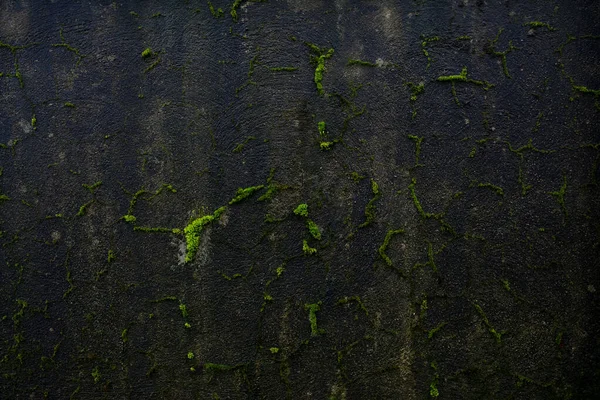 Muschio Verde Muro Cemento Sfondo — Foto Stock