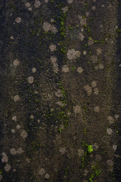 Зелений Мох Бетонній Стіні Фон — стокове фото