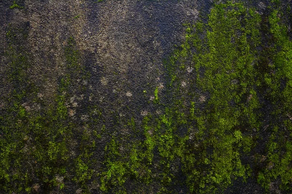 Muschio Verde Muro Cemento Sfondo — Foto Stock