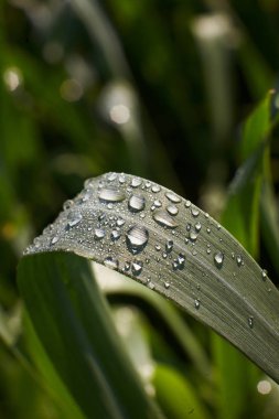 morning dew on the grass under the sun
