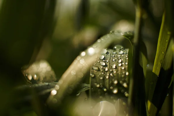 Morning dew on the grass under the sun — 图库照片