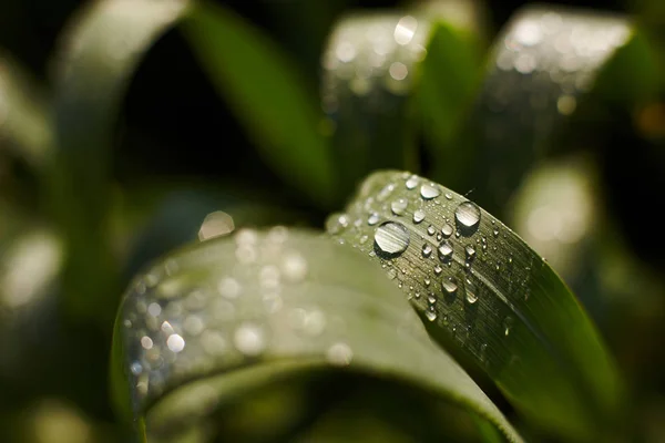 Morning dew on the grass under the sun — 图库照片