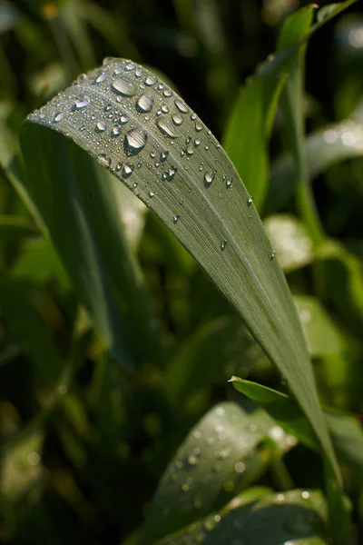 Morning dew on the grass under the sun — 图库照片