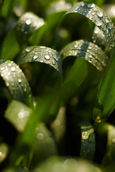 Morning dew on the grass under the sun — 图库照片