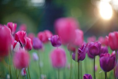 many purple tulips on the field at sunrise