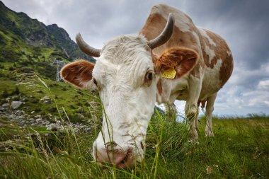 brown-white cow eating grass in the meadow