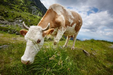 brown-white cow eating grass in the meadow