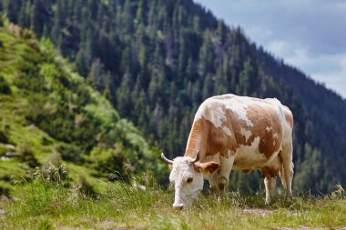 brown-white cow eating grass in the meadow