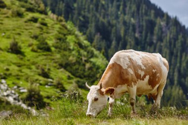 brown-white cow eating grass in the meadow