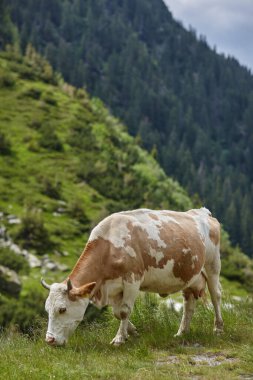 brown-white cow eating grass in the meadow