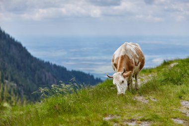brown-white cow eating grass in the meadow