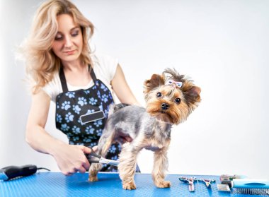 Kız kuaför köpek için saçını kestirir.