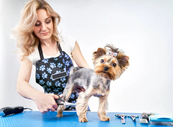 Meisje bruidegom maakt een kapsel voor de hond — Stockfoto