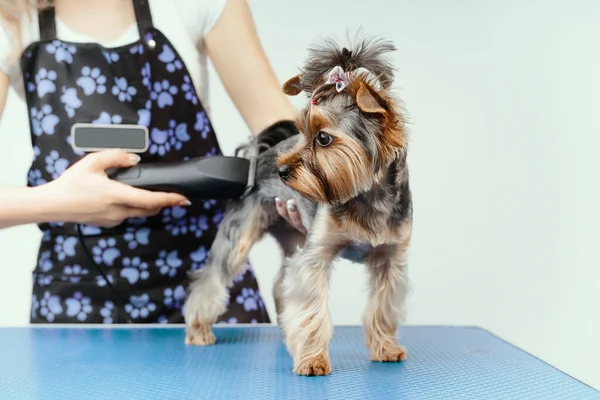 Девушка парикмахер делает стрижку для собаки — стоковое фото