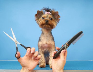 Kuaför kuaförde küçük bir köpek için saç kesimi yapıyor.