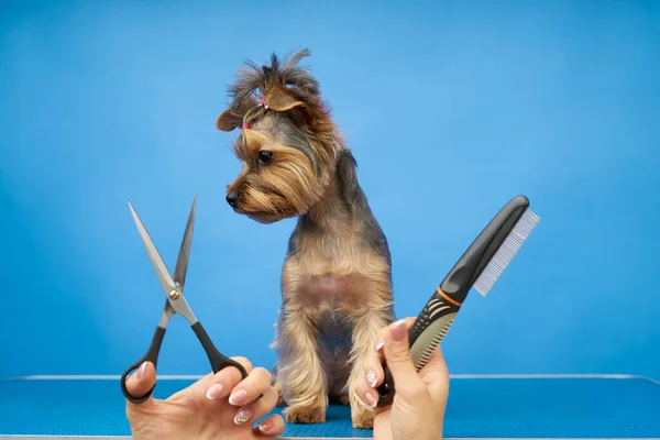 Groomer делает стрижку для маленькой собаки в салоне — стоковое фото