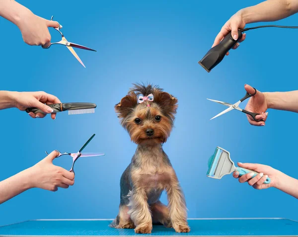 Peluquero hace un corte de pelo para un perro pequeño en el salón —  Fotos de Stock