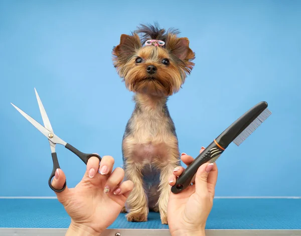 Groomer maakt een knipbeurt voor een kleine hond in de salon Stockfoto