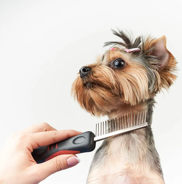 Groomer maakt een knipbeurt voor een kleine hond in de salon — Stockfoto