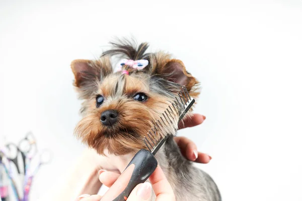 Громер робить зачіску для маленької собаки в салоні — стокове фото