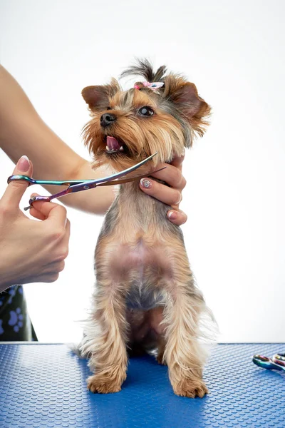 조련사가 미용실에 있는 작은 개를 위해 머리를 깎다 — 스톡 사진