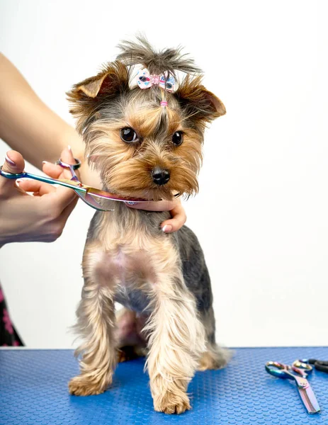 Groomer maakt een knipbeurt voor een kleine hond in de salon — Stockfoto