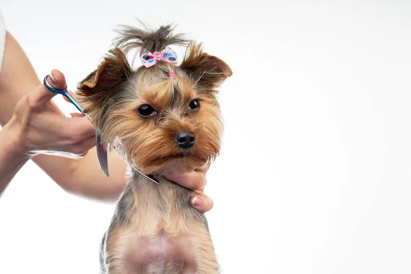 美容师在沙龙里给一只小狗理发 免版税图库照片